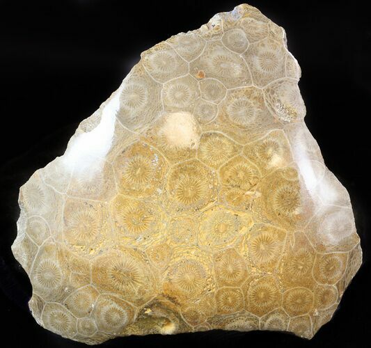 Polished Fossil Coral Head - Morocco #44933